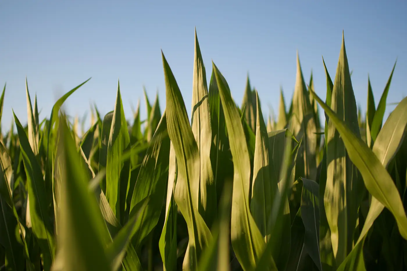 Close-up of green corn leaves angled upward against a clear blue sky.