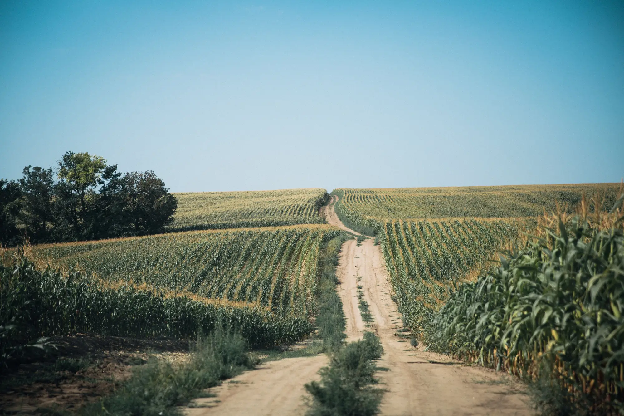 A dirt field road running between rows of corn toward the horizon
